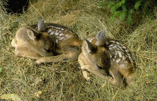 Capriolo - Capreolus Capreolus - Cuccioli